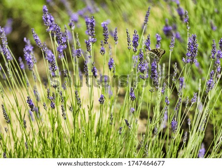 Similar – Image, Stock Photo Lavender bushes closeup on sunset. Sunset gleam over purple flowers of lavender. Bushes on the center of picture and sun light on the top left.