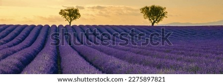 Provence, Lavender field at sunset, Valensole Plateau Provence France blooming lavender fields. Europe.  Stok fotoğraf © 
