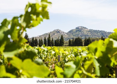 Provence Region In South France. A Perfect Vineyard In July.