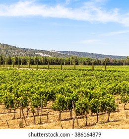 Provence Region In South France. A Perfect Vineyard In July.