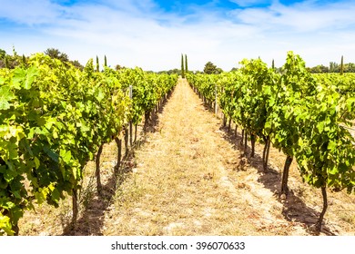 Provence Region In South France. A Perfect Vineyard In July.