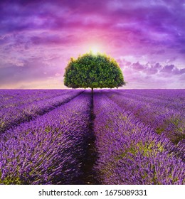 Provence - Tree In The Beautiful Lavender Field