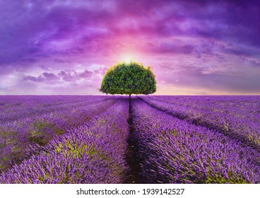 Provence - Tree In The Beautiful Lavender Field