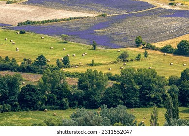 Provence,France,24.07.2021. Classic French Provencal landscape, cypresses, houses with tiled roofs immersed in greenery, vineyards and lavender fields - Shutterstock ID 2311552047