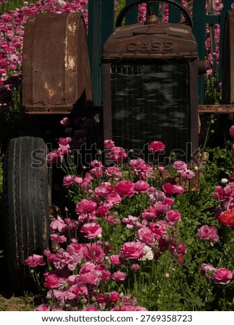 The provided image features the vibrant Giant Tecolote Ranunculus flowers at The Flower Fields at Carlsbad Ranch in California. A centerpiece of the scene is an antique, rusted Case tractor radiator, which serves as one of the many photo props placed throughout the 55-acre site.
