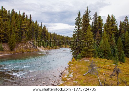  Province of Alberta. Autumn travel to Canada. Seething mountain river in the coniferous forest. Cloudy day on Rocky Mountains