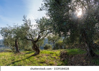 Province Of Imperia, Italy. Olive Orchard