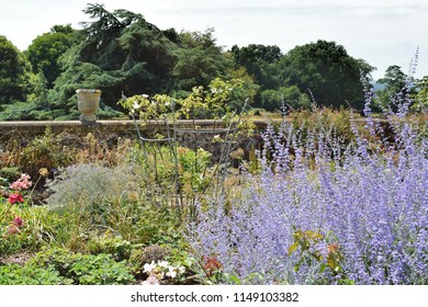 Provoski Flowers At Killerton, National Trust, Devon