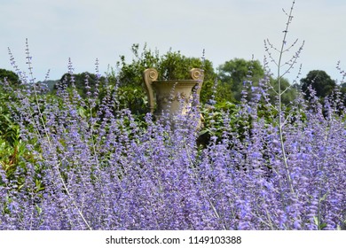 Provoski Flowers At Killerton, National Trust, Devon