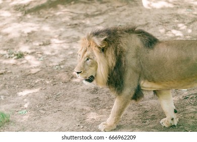 Prowling lion - Powered by Shutterstock