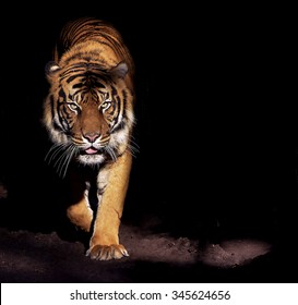 Prowling Tiger