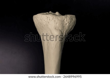 Proximal Human Tibia Close Up