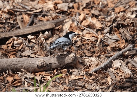 Prtrait of a White-breated nuthatch