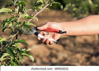 Prune Branches Of Fruit Trees.