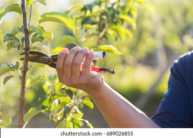 Prune Fruit Trees.