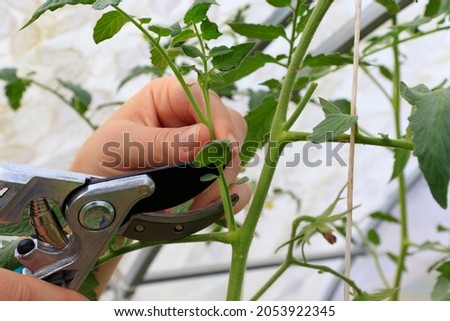 Prune the suckers, water shoots that grow between the stems and branches of the tomato with garden shears. Woman farmer cuts tomatoes in greenhouse.