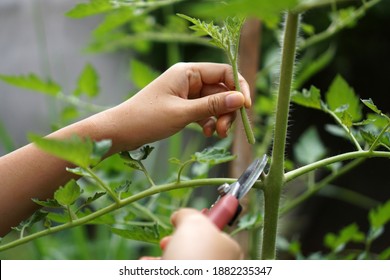 Prune the water shoots that grow between the stems and twigs of the tomato plant                      - Powered by Shutterstock