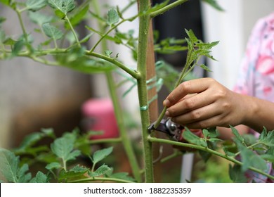 Prune the water shoots that grow between the stems and twigs of the tomato plant                     