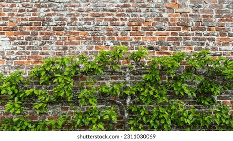 A pruned and manicured espalier fruit tree against an old brick wall in a formal walled garden - Shutterstock ID 2311030069