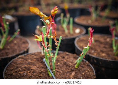 Pruned Roses