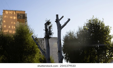 Pruned tree trunks with sparse branches against a clear sky and nearby buildings, capturing an urban landscape with a touch of nature and morning sunlight. - Powered by Shutterstock