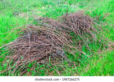 Pruned wine branches in a pile . Spring agricultural working - Shutterstock ID 1987266275