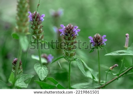 Prunella vulgaris, self-heal, heal-all, woundwort, heart-of-the-earth, carpenter's herb, brownwort and blue curls purple flower growing on the field. Honey and medicinal plants in Europe. drug plants