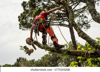 Pruner In Action With His Chainsaw