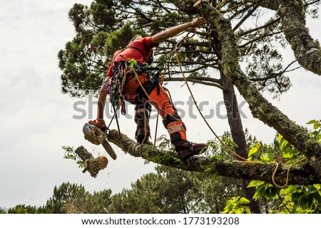 pruner in action with his chainsaw