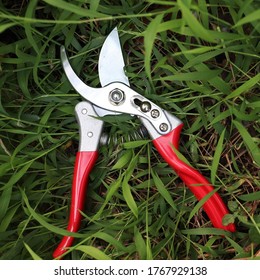 Pruner In The Hand In Garden 