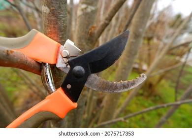 1,968 Low hanging branches Images, Stock Photos & Vectors | Shutterstock