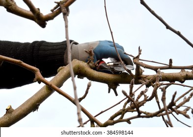  Pruning Apple Tree