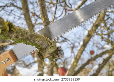 Pruning apple tree branches with a hand saw in winter, selective focus.