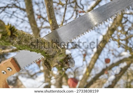 Pruning apple tree branches with a hand saw in winter, selective focus.