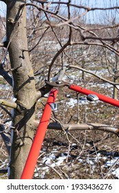 Pruning apple tree in orchard. A apple orchard in the sun on a blue sky day.