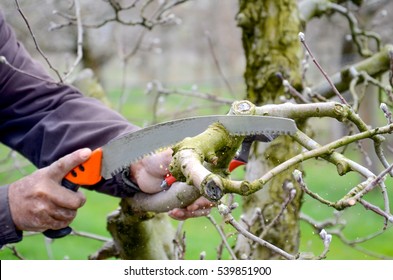   Pruning An Apple Tree With Pruning Saw