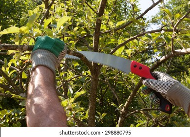 Pruning An Apple Tree With Pruning Saws