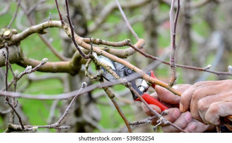 Pruning An Apple Tree With Pruning Secateurs