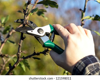 Pruning Apple Tree In The Spring