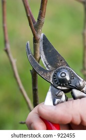 Pruning An Apple Tree In Winter