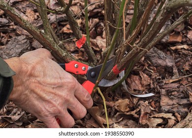 Pruning the blueberry bush (Vaccinium corymbosum). Pruning old branches previously marked with red foil. Early spring. 
