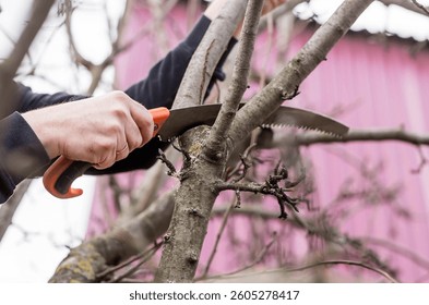 Pruning the branches of a fruit tree with a garden saw. A hand saw in the hands of a man. Close-up tree sawing, Tree maintenance. Gardening. Preparing the garden for the summer season.