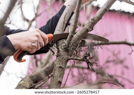Pruning the branches of a fruit tree with a garden saw. A hand saw in the hands of a man. Close-up tree sawing, Tree maintenance. Gardening. Preparing the garden for the summer season.