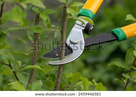 Pruning branches with a lopper.A man prunes branches in the garden.Spring work in the garden.