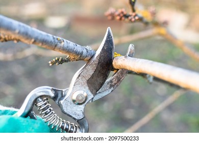 Pruning Cherry Branch With Hand Pruner Close Up In Country Garden