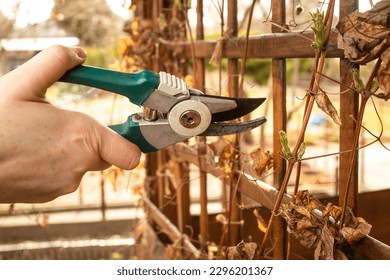 Pruning the clematis plant with secateurs in spring	
 - Powered by Shutterstock