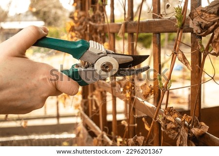 Pruning the clematis plant with secateurs in spring	
