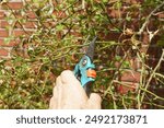 Pruning. Climbing rose (Rosa New Dawn). Cut off faded flowers, seed pods with a secateurs for new blooms. Dutch garden. Summer, July, Netherlands                               