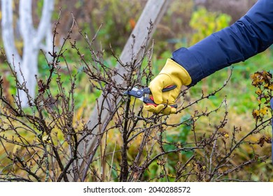 Pruning currant bushes in autumn. Garden work. The pruner in the hands of the gardener. - Powered by Shutterstock