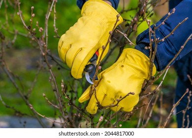 Pruning Currant Bushes Autumn Garden Work Stock Photo 2044817000 ...